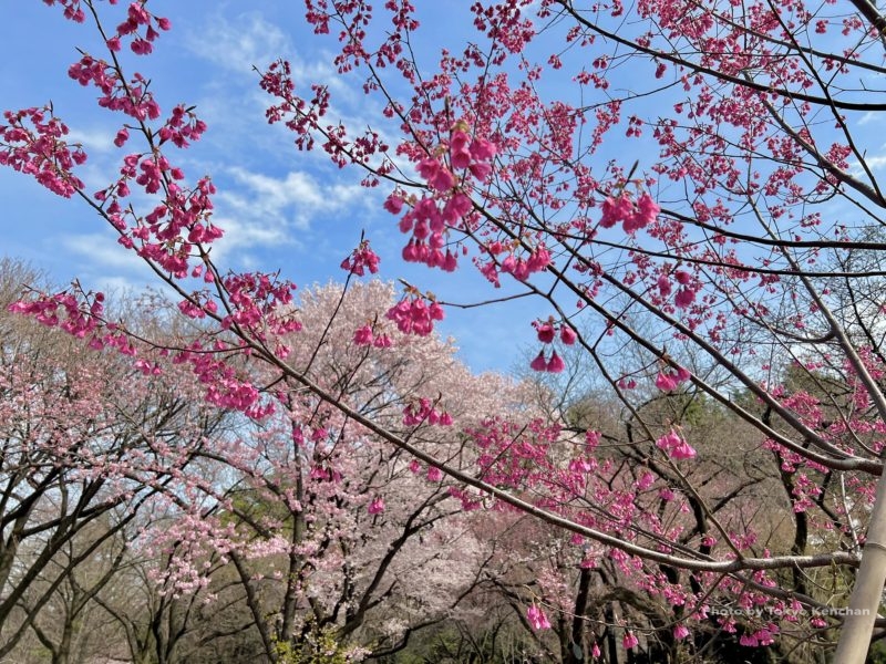 Various cherry blossom trees in Shinjuku Gyoen National Garden, Tokyo, Japan
